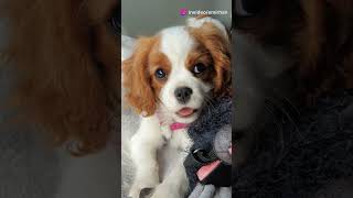 Cavalier King Charles Spaniel vs Bichon Frise Which is Cuter funny cat fail [upl. by Halika]