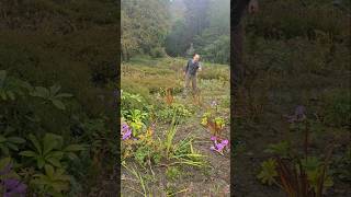 Autumn Flowering Colchicum gardening adventure explore permaculture ideas poisonousplants [upl. by Korie]