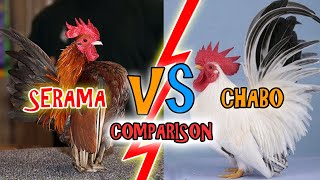 SERAMA or CHABO How to Tell Serama amp Chabo Rooster Apart [upl. by Yanarp]