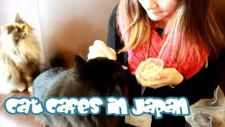 What CAT CAFES in Japan are Like [upl. by Neira29]