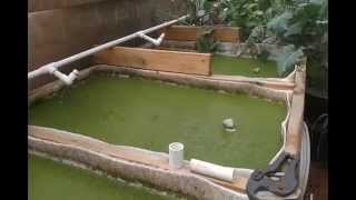 DIY Duckweed Grower [upl. by Elleirbag]