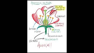 ANATOMIA DA FLOR  PROF RENILDO anatomiadaflor biologiavestibular ssa vestibular [upl. by Yuu]