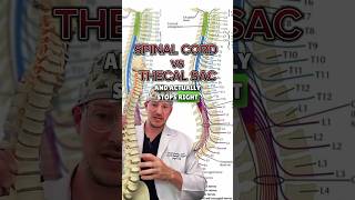 𝗠𝗼𝘀𝘁 𝗱𝗼𝗻’𝘁 𝗸𝗻𝗼𝘄 Spinal Cord vs Thecal Sac [upl. by Heppman]