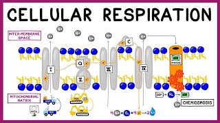 Cellular Respiration Glycolysis Krebs Cycle amp the Electron Transport Chain [upl. by Penland335]