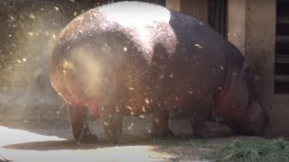 AMAZING HIPPO POOPING SPINNING TAIL  ONE OF A KIND FOUNTAIN BURST OF EPIC PROPORTIONS [upl. by Anilasor]