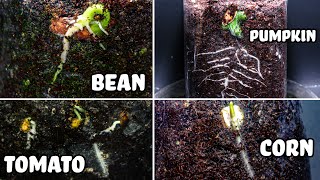 Seed Germination Time Lapse 1 Bean  Pumpkin  Tomato  Corn [upl. by Elatia]