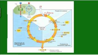 Fotossíntese  Ciclo das Pentoses [upl. by Atined996]