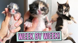 Learn How Baby Kittens Grow 08 Weeks [upl. by Eldwon]