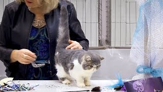 CFA International Cat Show 2018  Exotic kitten class judging [upl. by Hake536]