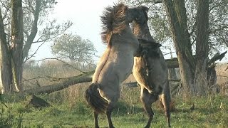 Impressive and Powerful Wild Fighting Horses [upl. by Panther506]