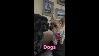 What Dogs Teach Us  The Dog Sitters House by April Hampton [upl. by Anilat949]