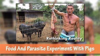 Rethinking Reality Food and Parasite Experiment With Pigs  Dr Robert Cassar [upl. by Clover]