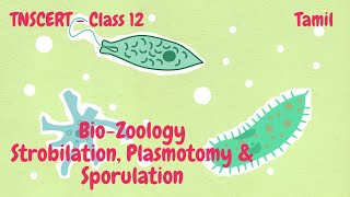 BioZoology  Class12  TNSCERT  Strobilation Plasmotomy amp Sporulation  Tamil [upl. by Willman]