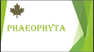 Phaeophyta [upl. by Krucik953]