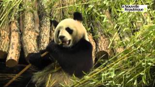 Pandas à Beauval  Huan Huan et Yuan Zi dans leur nouvel écr [upl. by Paris273]