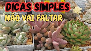 7 FORMAS Como NÃO DESPERDIÇAR ÁGUA no CULTIVO das nossas SUCULENTAS [upl. by Amoeji]