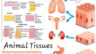 Animal Tissues Epithelial Tissues and Connective Tissues Class 9 Digital Science with Himani [upl. by Noivaz111]