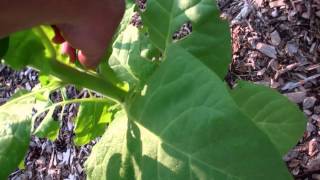 My tobacco garden and when to remove flower heads and suckers Saving seed for next year [upl. by Ttevi5]