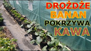 DO WARZYW Pokrzywa Skórka z banana Drożdże Skorupki z jajek Skoszona trawa Popiół Fusy z kawy [upl. by Edualc900]