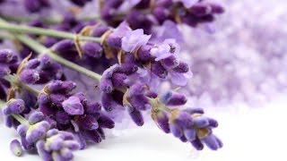 How and when to prune your Lavender [upl. by Enrichetta92]