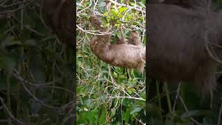 🦥 Sloth Crossing Canopy Bridges [upl. by Aniluap]