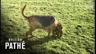 Training Bloodhounds 1961 [upl. by Izogn]