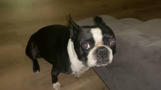 Boston terrier still afraid of stairs after 2 years… dogs cute [upl. by Ahsieker]