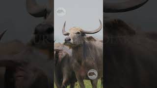 പോത്തിറച്ചികഴിക്കുമ്പോൾ ഓർക്കണം wildlife tiger keralawildlife buffalo beef conflict [upl. by Shotton]