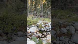 Sequoia National ParkampNational Forest ASMR [upl. by Wit830]