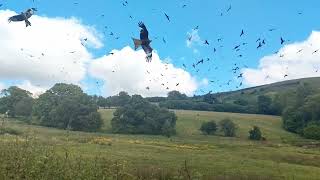 Red Kites Feeding [upl. by Ayimat]