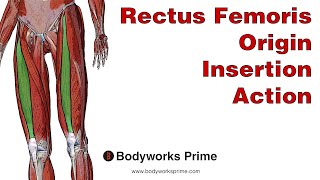 Rectus Femoris Anatomy Origin Insertion amp Action [upl. by Atsilac37]