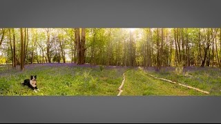 Bluebell Wood Photo Challenge Take and Make Great Photography with Gavin Hoey [upl. by Rosabel113]