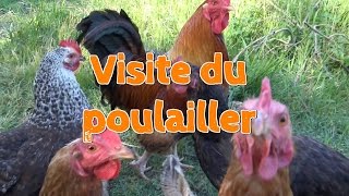 Visite du poulailler [upl. by Gilder]