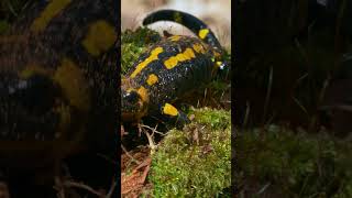 5 Things You Didnt Know About Salamanders salamander salamanders factshorts factsyoudidntknow [upl. by Ahsekyw]