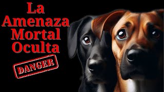 Rabia Canina Síntomas Prevención y Riesgos Fatales [upl. by Idmann310]