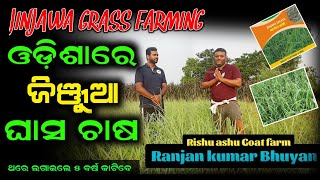 ଓଡ଼ିଶାରେ ଜିଞ୍ଜୁଆ ଘାସ ଚାଷ  Ghasa chasa in odisha  krushak sathi odisha new video grassfarming [upl. by Latnahc634]