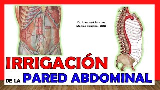 🥇 ARTERIAS DE LA PARED ABDOMINAL Irrigación ¡Explicación fácil y sencilla [upl. by Inanuah]