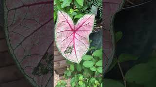 Perennial Plants in Texas Caladiums Coleus Vinca Honeysuckle BeautyBerry Texas Lilac 💚 [upl. by Euphemia]