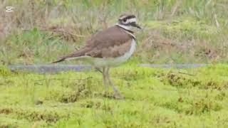 Killdeer in Cemetary audio killdeer [upl. by Ailelc]