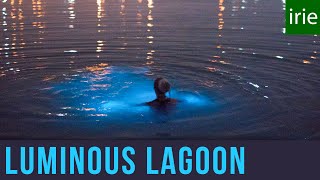 Luminous Lagoon Jamaica Glowing Water Experience Glistening Waters Jamaica Video Guide [upl. by Nhepets]