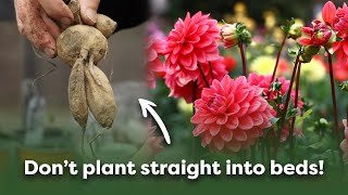 The Best Way to Plant Dahlia Tubers Step By Step Guide [upl. by Nirra]