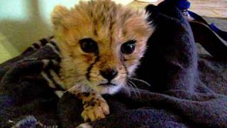 Cute Baby Cheetah [upl. by Aicilanna789]