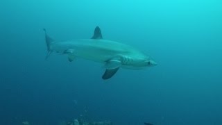 Diving with THRESHER SHARKS Malapascua Island The Philippines [upl. by Emelin]