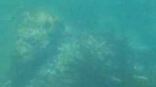 Snorkeling Laguna Beach California Underwater View [upl. by Millian]