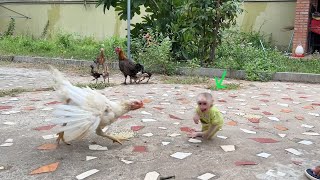 OHHH NOOOO Minea Got Attck By Mommy Chicken BCoz She Steal Chicken Rice [upl. by Nosreffej624]