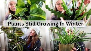 Houseplant Collection Growth Updates January 2024 [upl. by Tigges]