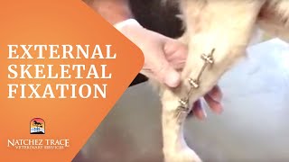 Watch How Veterinary External Skeletal Fixation Works [upl. by Beniamino]