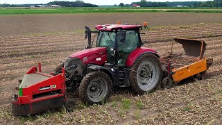 Uien rooien  Harvesting Onions  Case IH  Holaras  Keulmac  Zwiebeln ernten  Uienoogst 2024 [upl. by Nierman]