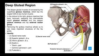 Hip External Rotators  The Deep Gluteal Muscles [upl. by Warrick]