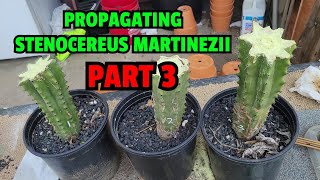 Propagating Stenocereus martinezii PART 3 [upl. by Margreta]